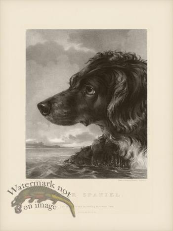 SA Dogs 04 Water Spaniel
